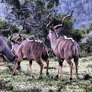 Kudu in South Africa