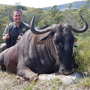 Blue Wildebeest Hunting South Africa