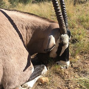 Hunting Gemsbok in Namibia