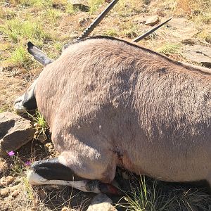 Namibia Hunt Gemsbok