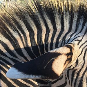 Hartmann's Mountain Zebra