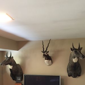 Nilgai & Blackbuck Shoulder Mount Taxidermy