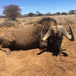 Black Wildebeest Hunting South Africa