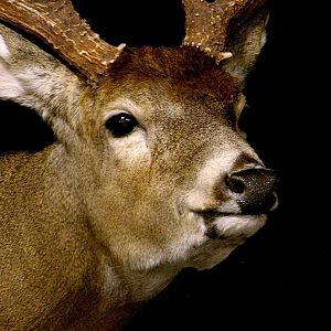 Whitetail Deer Full Mount Taxidermy