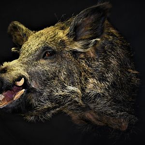 Wild Boar Shoulder Mount Taxidermy