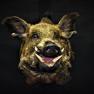 Wild Boar Shoulder Mount Taxidermy