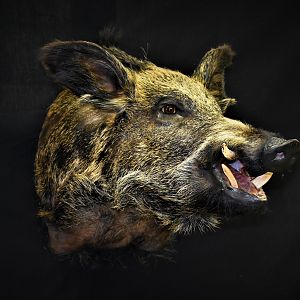 Wild Boar Shoulder Mount Taxidermy