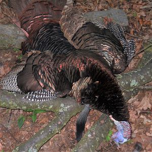 Turkey Hunt