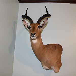 Impala Shoulder Mount Taxidermy