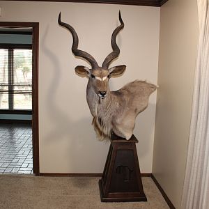 Kudu Shoulder Mount Taxidermy