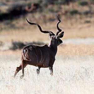 Kudu South Africa