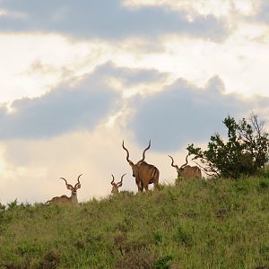 Kudu South Africa