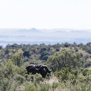 Cape Buffalo in South Africa