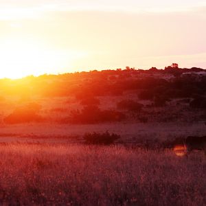 Waterbuck in Sunset South Africa