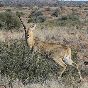 Reedbuck South Africa