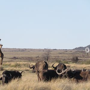 Giraffe & Cape Buffalo