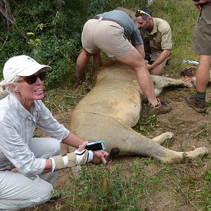 Volunteering on wildlife reserves and with wildlife veterinarians in Africa