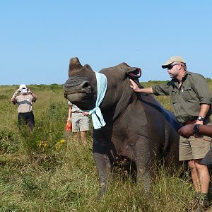 Volunteering on wildlife reserves and with wildlife veterinarians in Africa