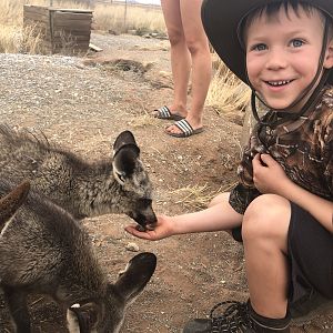 Feeding Bat-eared Foxes