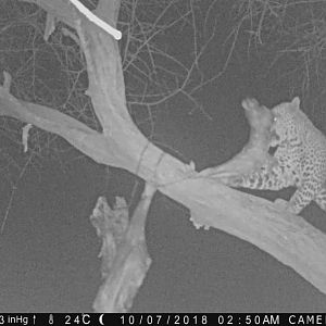 Trail Cam Pictures of Leopard in Namibia