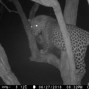 Leopard Trail Cam Pictures Namibia