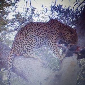 Namibia Trail Cam Pictures Leopard