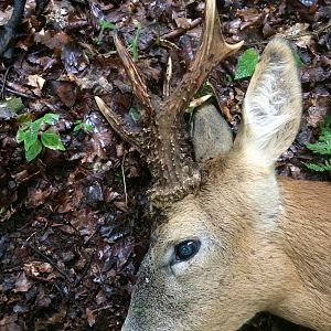 Hunt Roe Deer