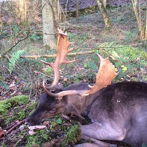 Fallow Deer Hunting