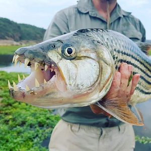 Mozambique Fishing Tigerfish