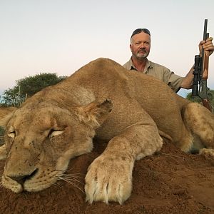 South Africa Hunting Lioness