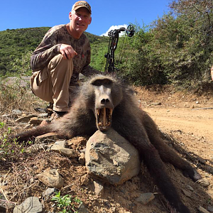 Baboon Bow Hunting South Africa