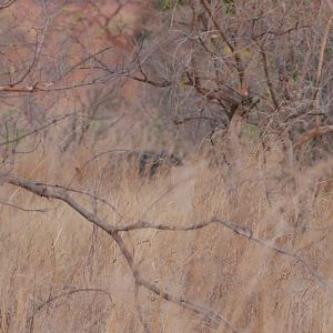 Cape Buffalo Zimbabwe