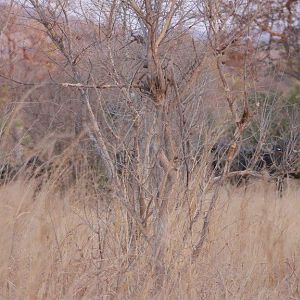 Cape Buffalo Zimbabwe