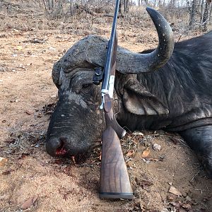 Hunting Cape Buffalo