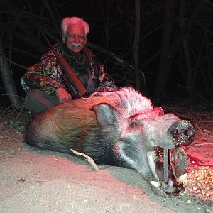 Bushpig Hunting South Africa