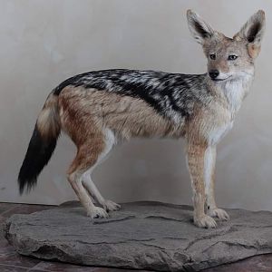 Jackal Full Mount Taxidermy