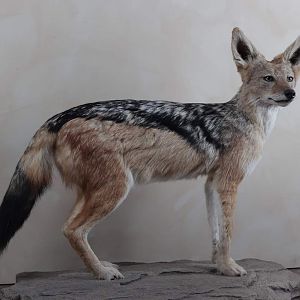 Jackal Full Mount Taxidermy