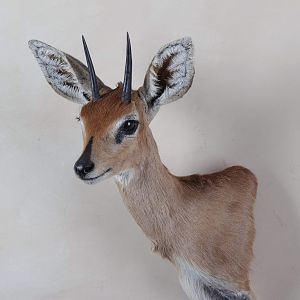 Steenbok Shoulder Mount Taxidermy