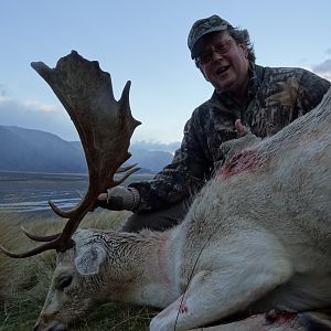 New Zealand Hunting Fallow Deer