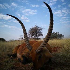 Hunting Red Lechwe in South Africa