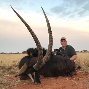 Hunt Sable Antelope in South Africa