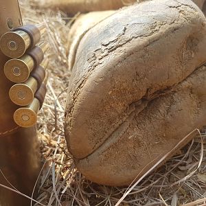 Hoof of a Red Hartebeest