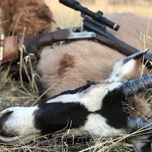 South Africa Hunt Gemsbok