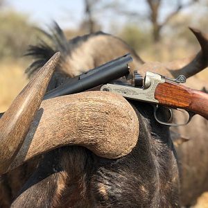 Hunt Blue WIldebeest in South Africa