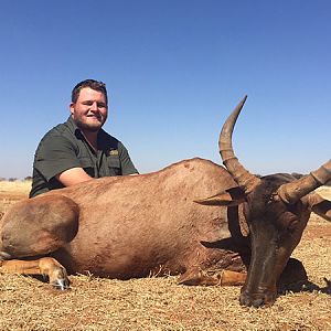 South Africa Hunting Tsessebe