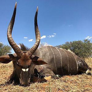 Nyala Hunt South Africa