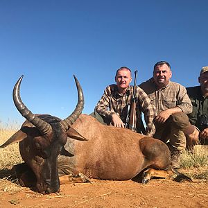 South Africa Hunting Tsessebe