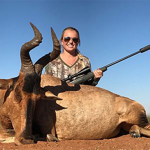 Hunting Red Hartebeest in South Africa