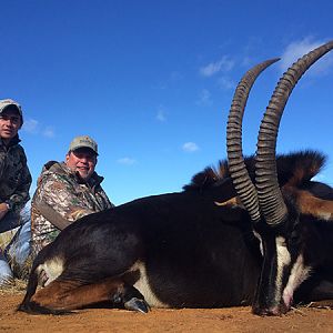 South Africa Hunting Sable Antelope