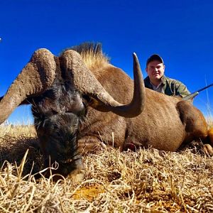 Black Wildebeest Hunting South Africa